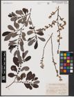 Foto von Salix aurita L.